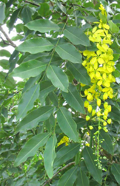 Cassia Golden Shower, Purging Cassia, Golden Chain Tree, Indian Laburnum